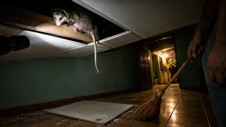 Qué es el tacuazín: el marsupial de Honduras y El Salvador, si es peligroso y cómo sacarlo de tu casa sin matarlo